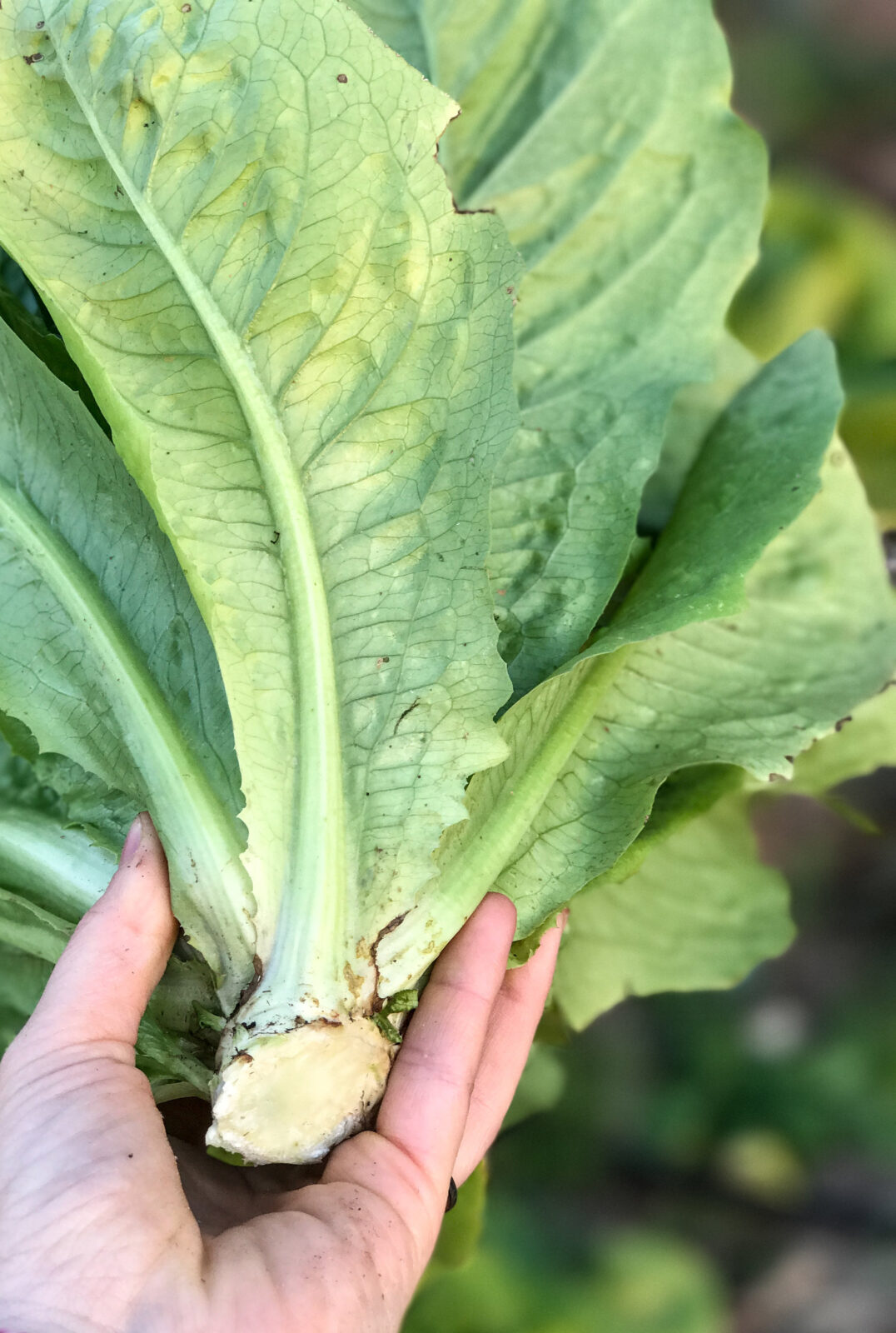 5 Tips for Growing Romaine Lettuce Thermaland Oaks