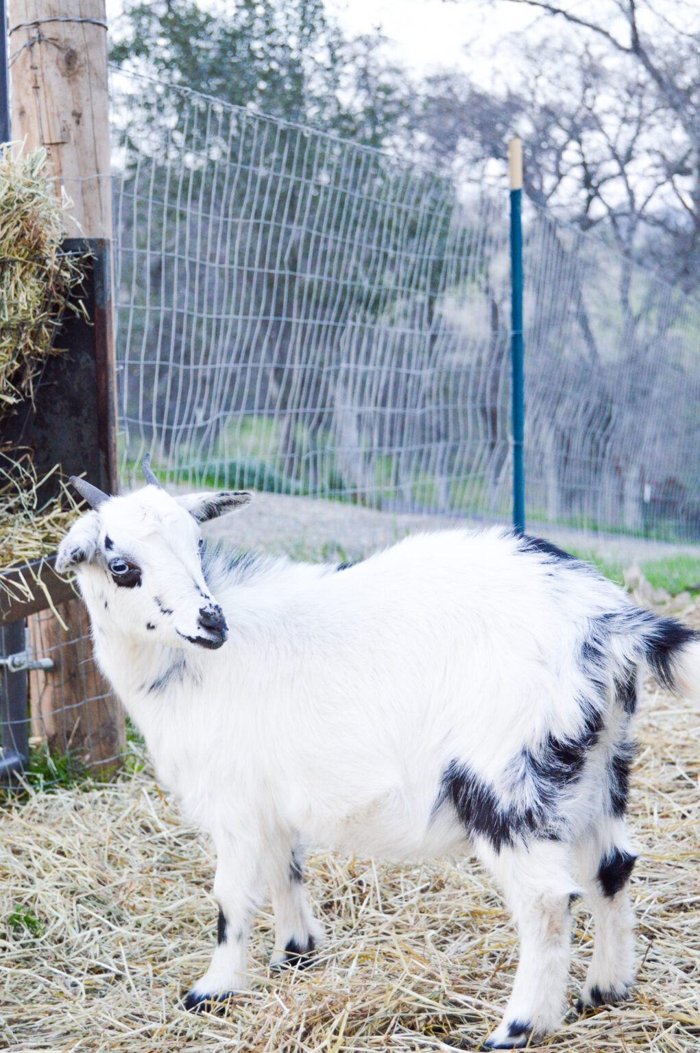 Pregnant Goat Care for Successful Kidding Thermaland Oaks