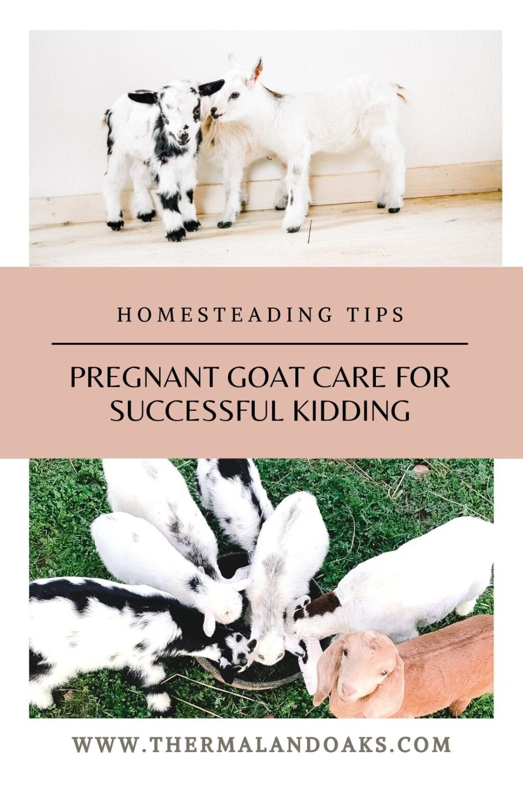 Pregnant Goat Care for Successful Kidding Thermaland Oaks