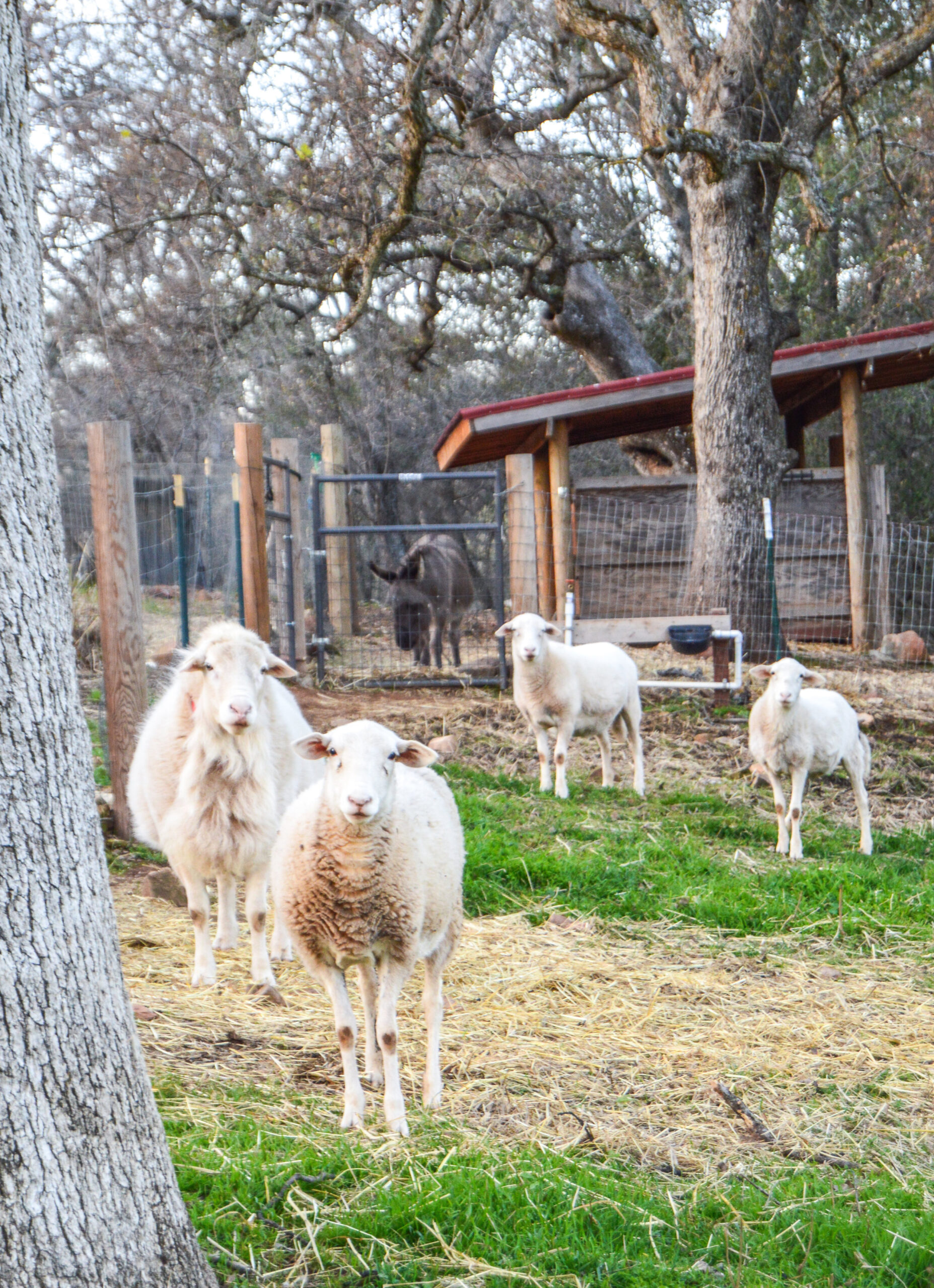 Keeping Your Animals Happy while on Vacation - Thermaland Oaks