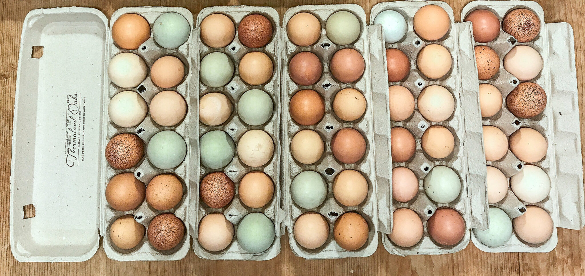 How to get Blue Chicken Eggs Thermaland Oaks