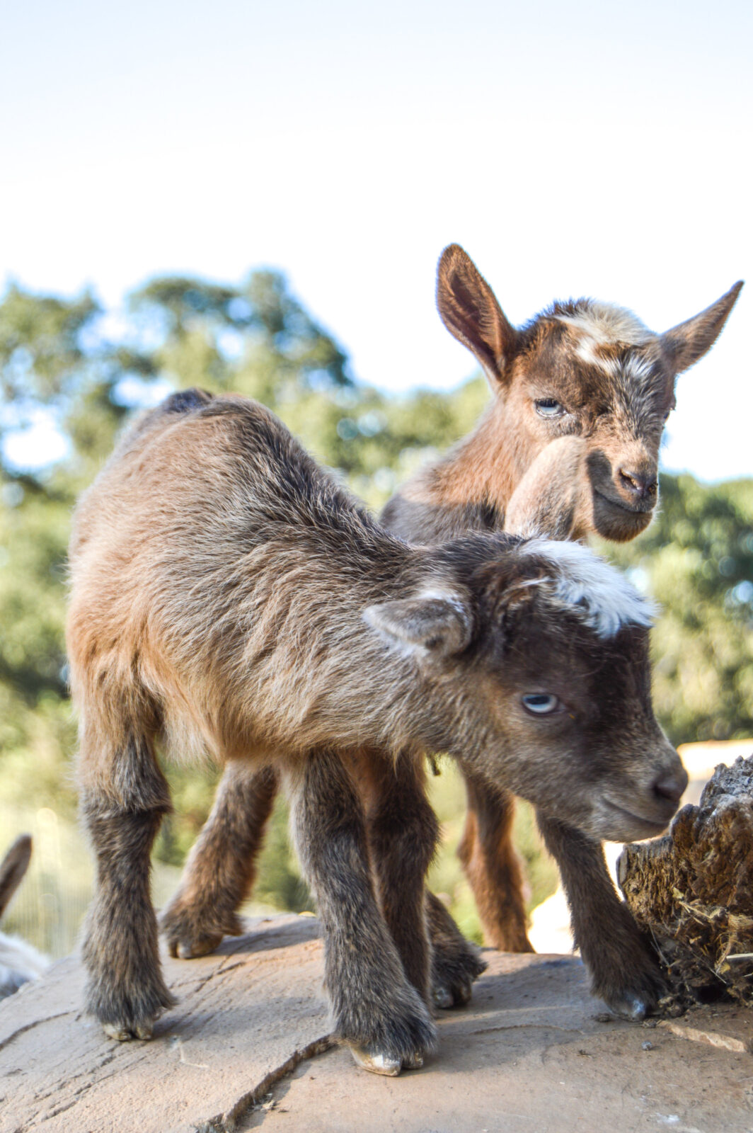 Baby Goat Names Thermaland Oaks