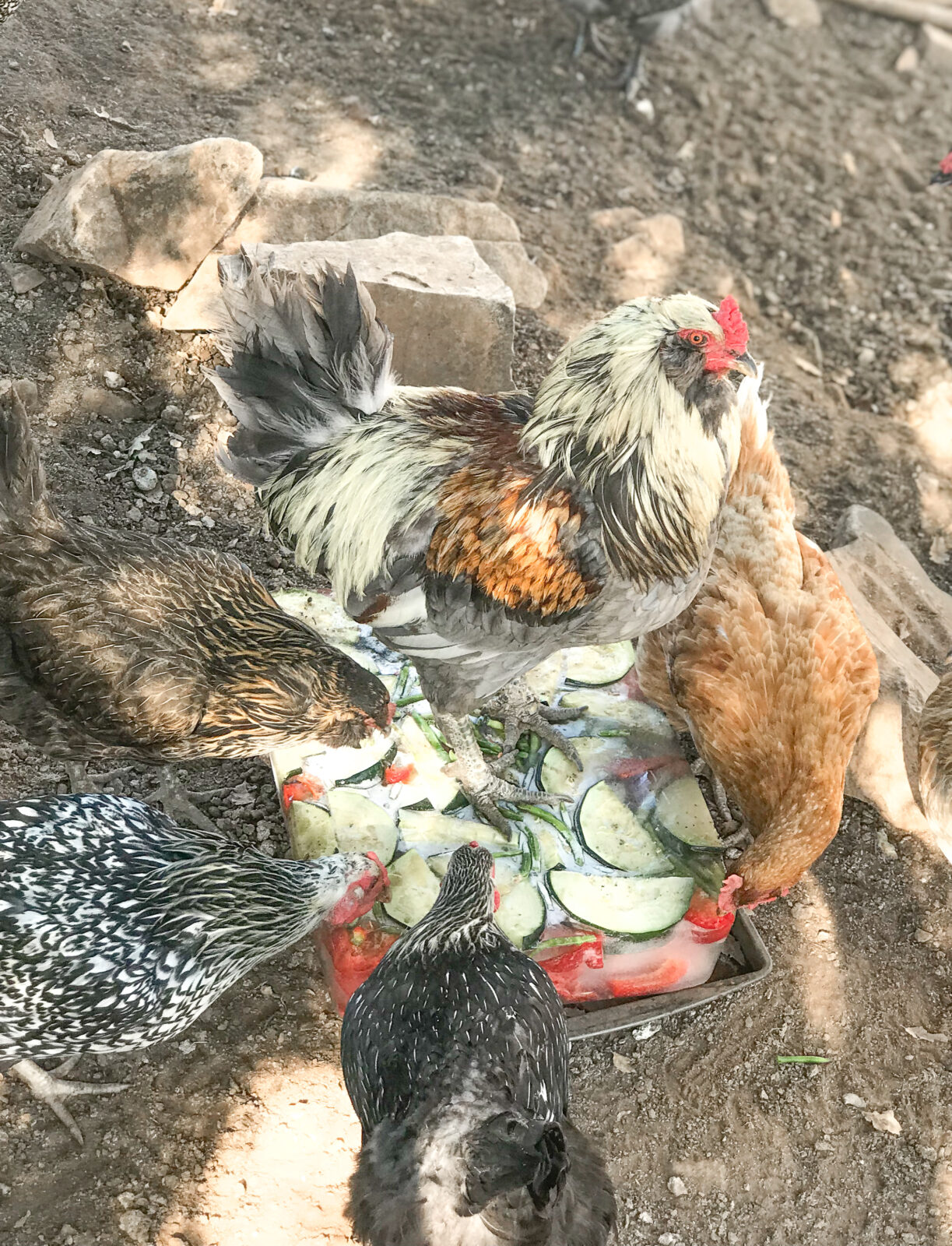 Tips to Keep Homesteading Animals Cool in Summer Heat Thermaland Oaks