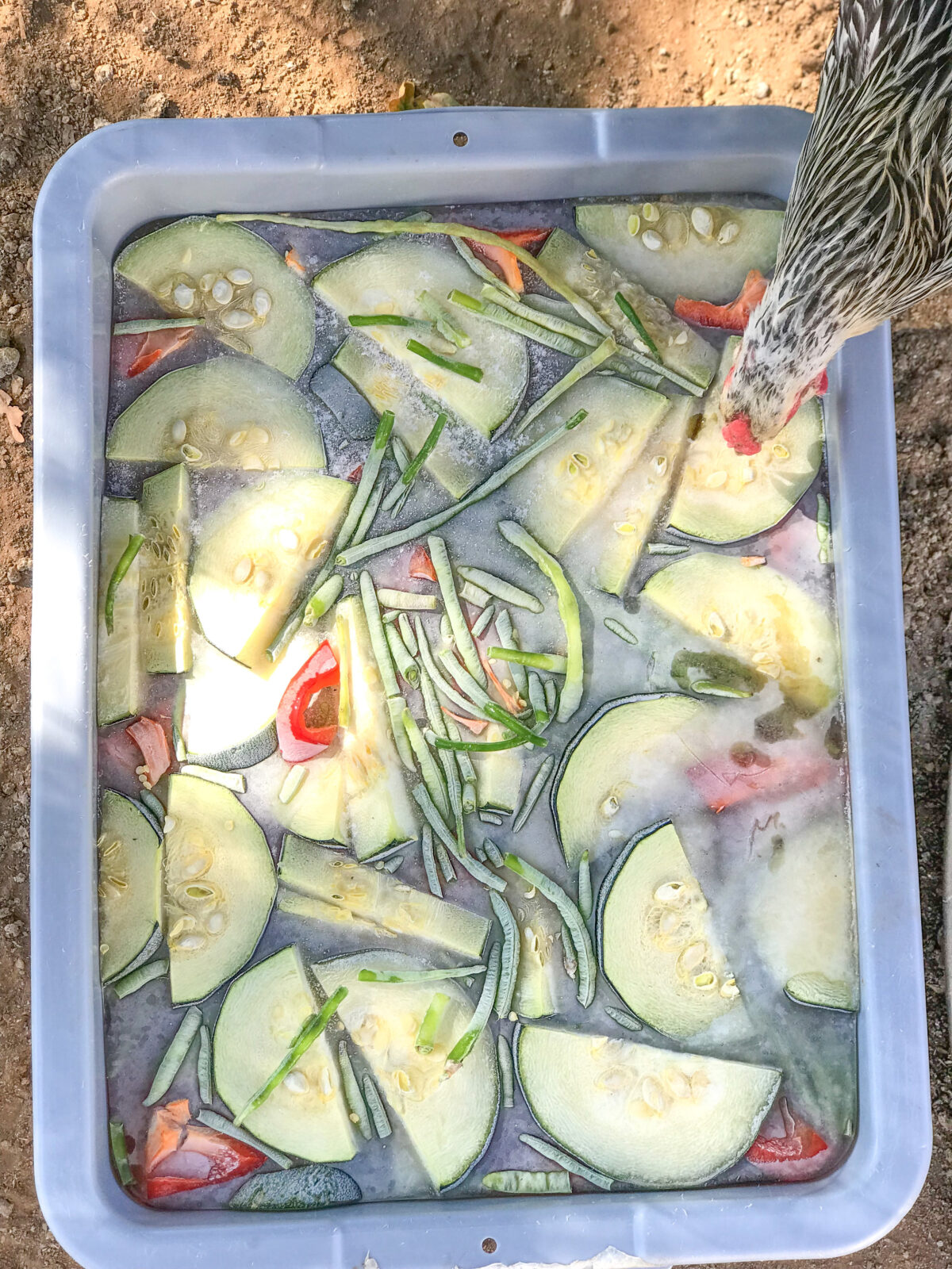 Tips to Keep Homesteading Animals Cool in Summer Heat Thermaland Oaks