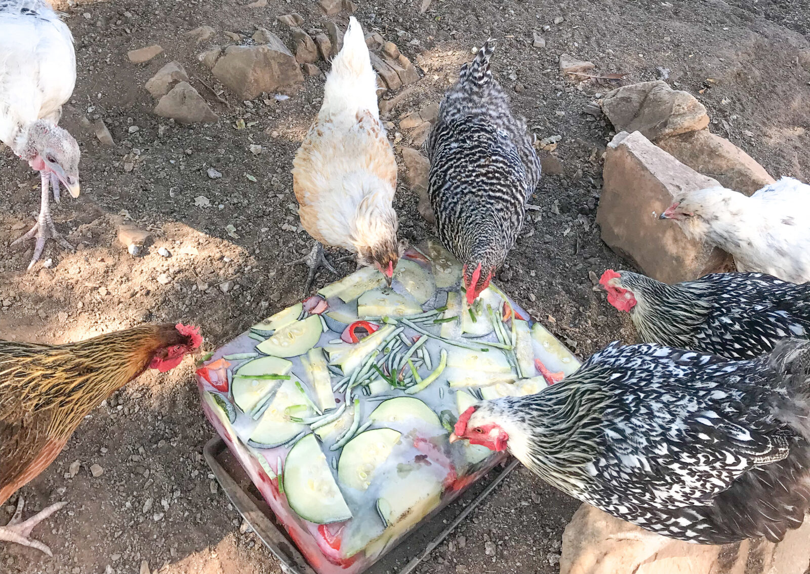 Tips to Keep Homesteading Animals Cool in Summer Heat Thermaland Oaks