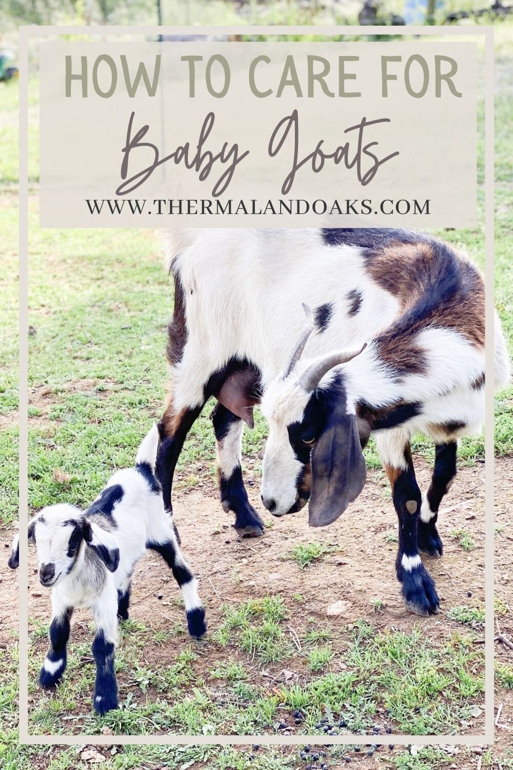 How to Care for Baby Goats Thermaland Oaks