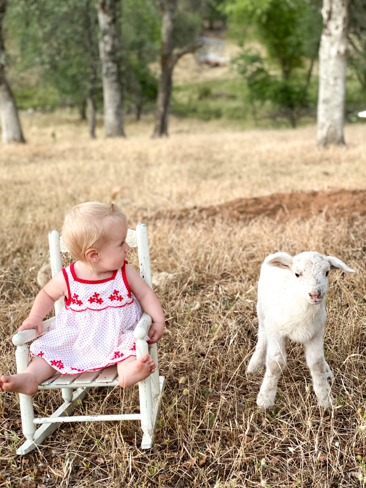Bottle Baby Lamb Care Thermaland Oaks