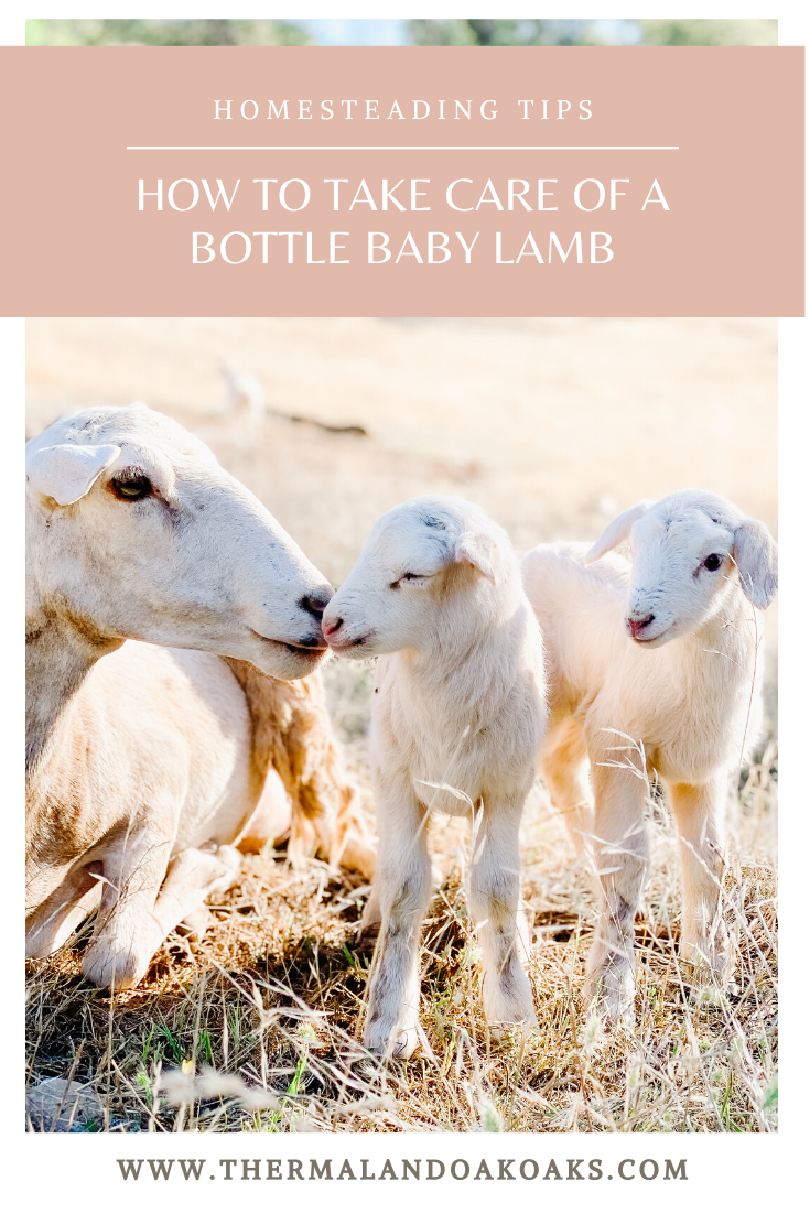 Bottle Baby Lamb Care Thermaland Oaks