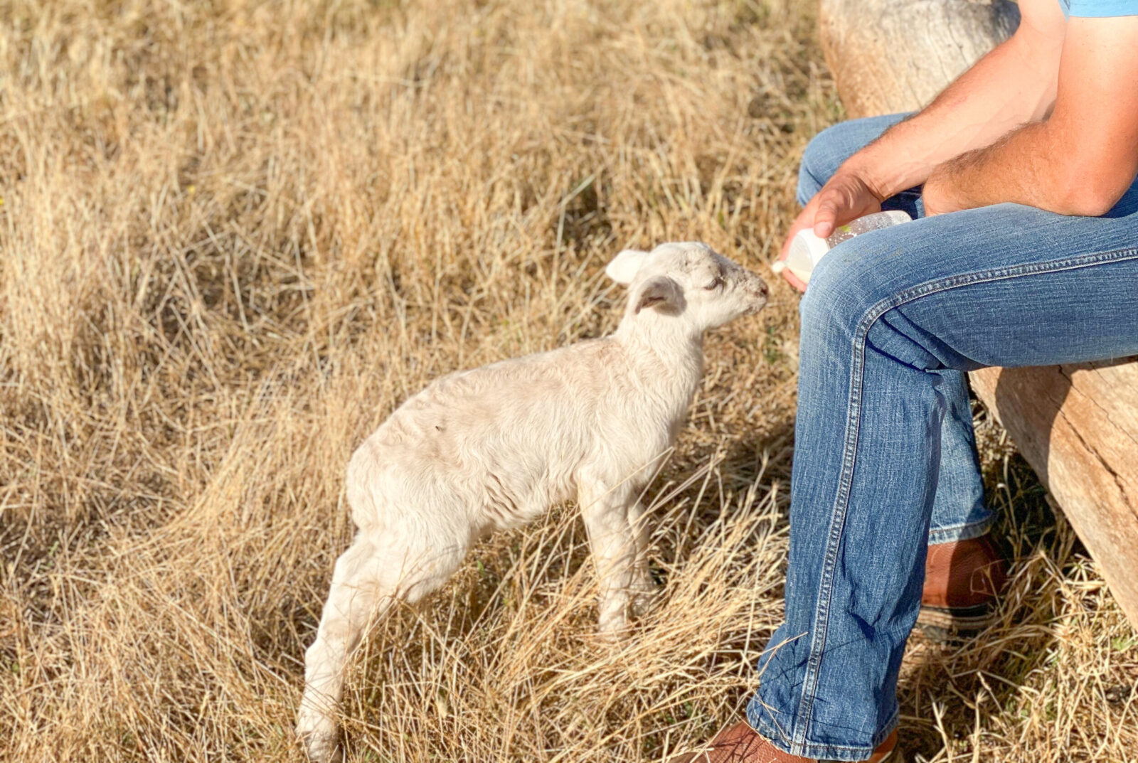 Bottle Baby Lamb Care Thermaland Oaks