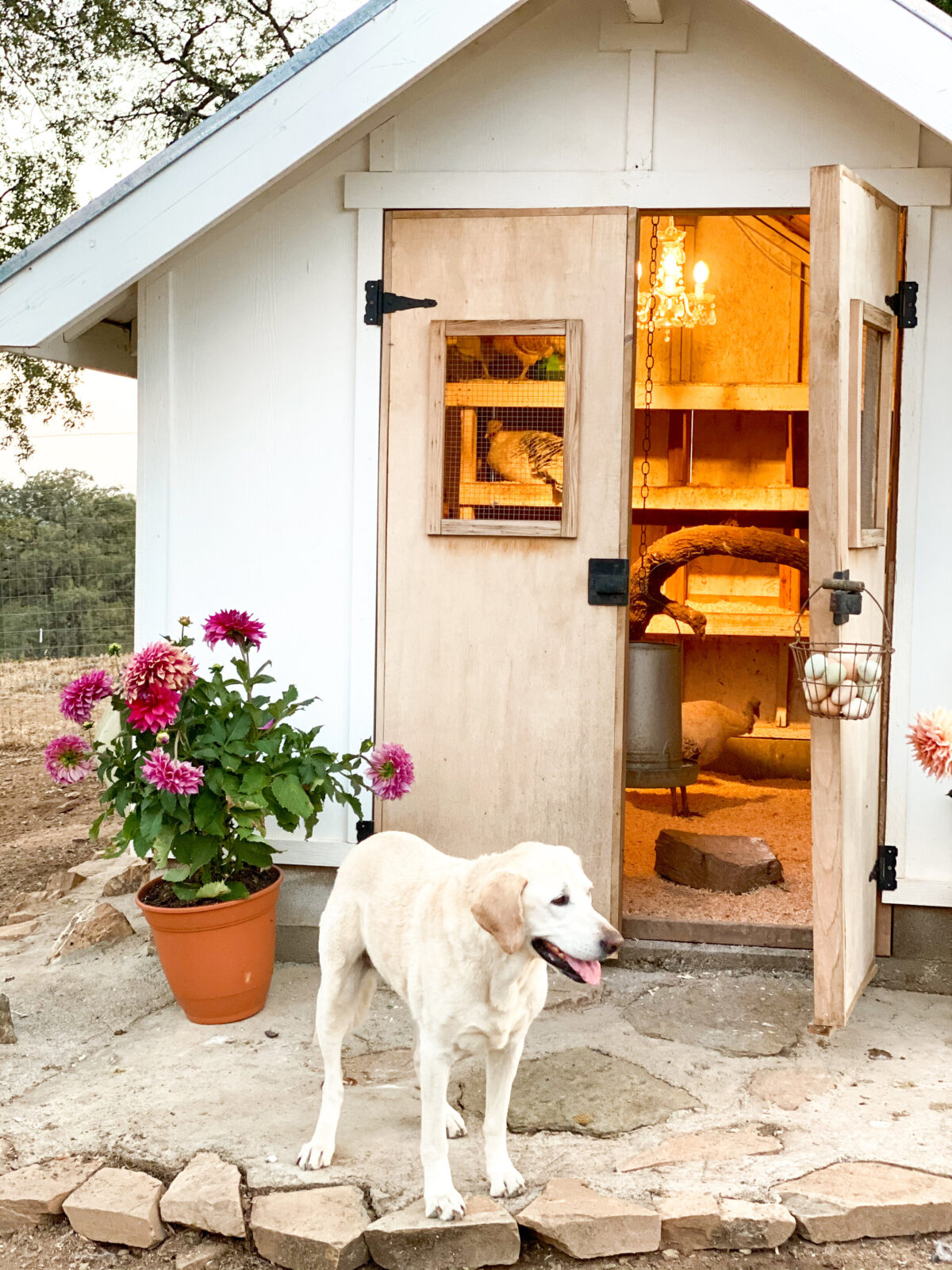 Chicken Coop Essentials Thermaland Oaks