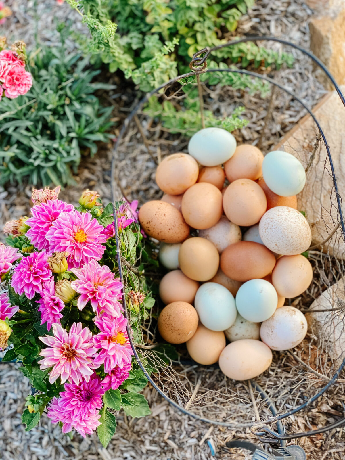 chicken-coop-essentials-thermaland-oaks