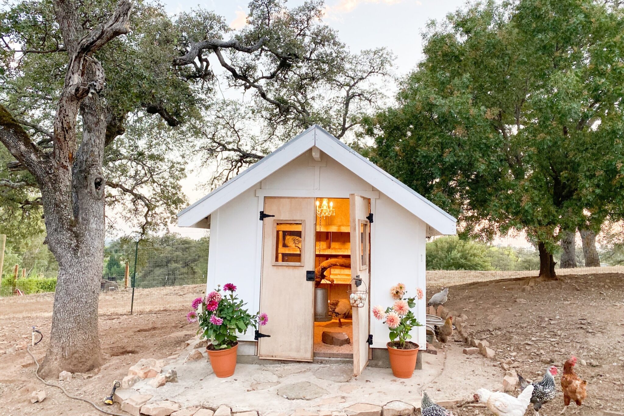 Chicken Coop Essentials Thermaland Oaks