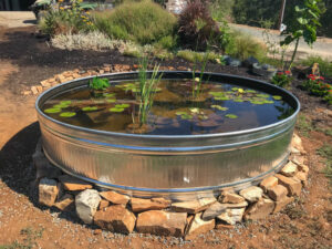 How to Make a Lily Pond Using a Stock Tank - Thermaland Oaks