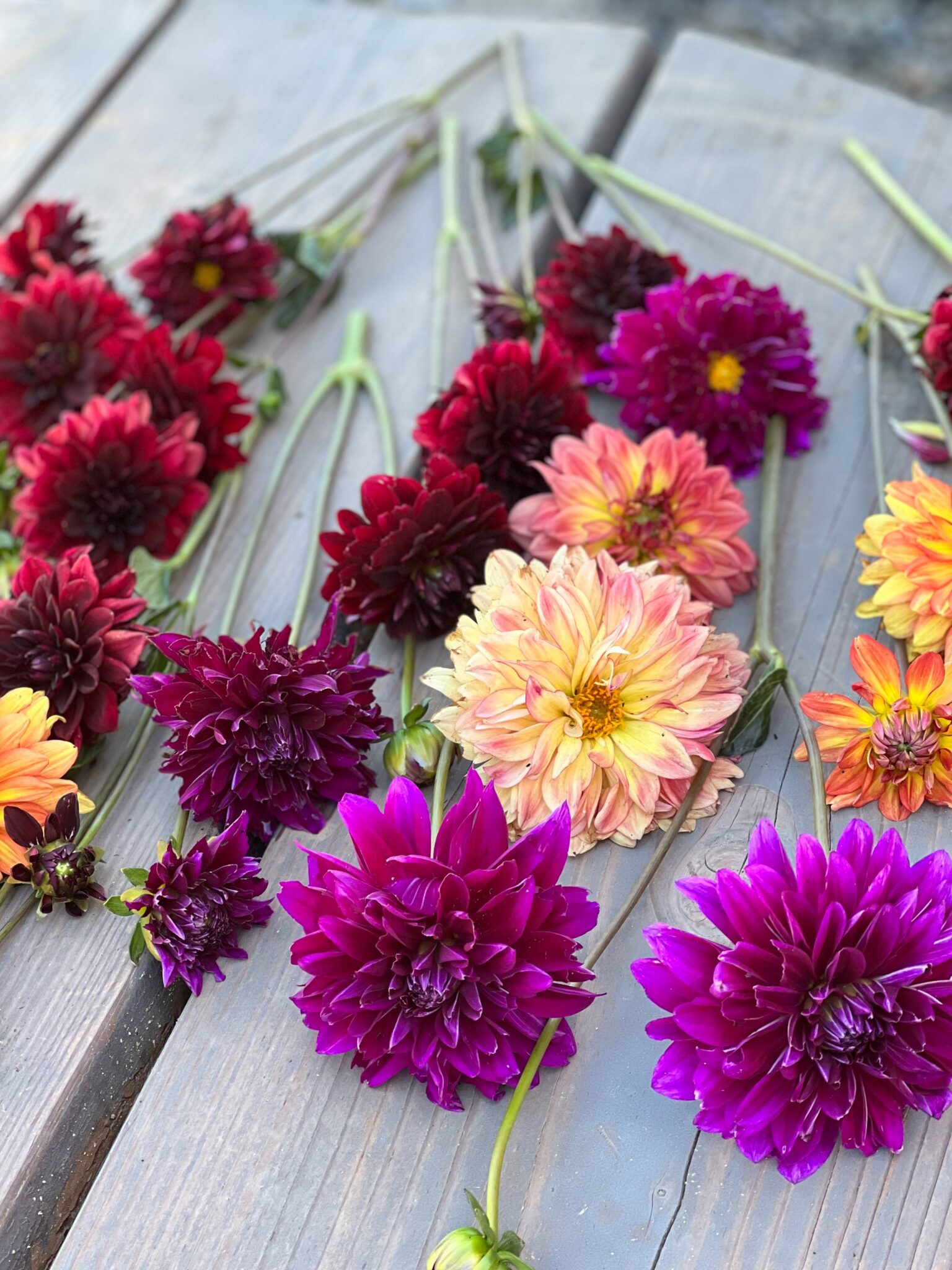 popular-cut-flowers-thermaland-oaks