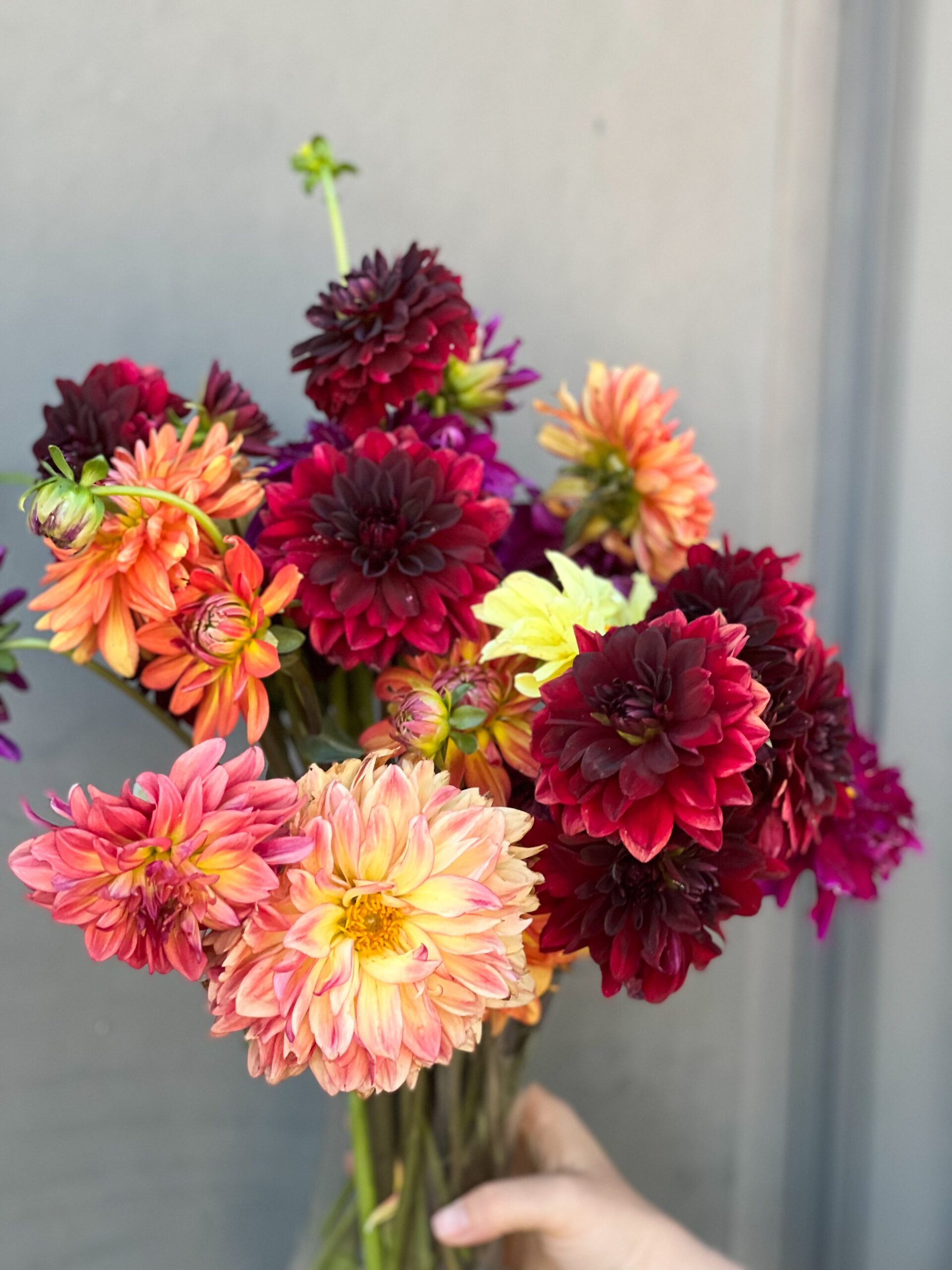 Popular Cut Flowers Thermaland Oaks