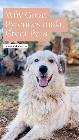 great Pyrenees 