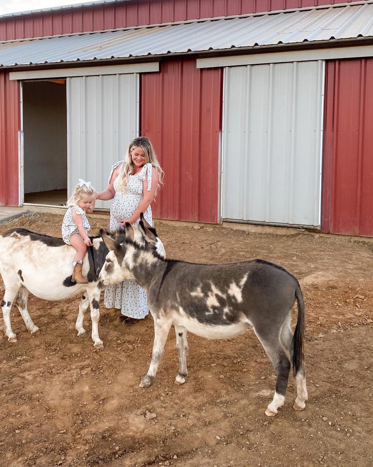 Donkeys Breeding With Horses - 2q1dxl9