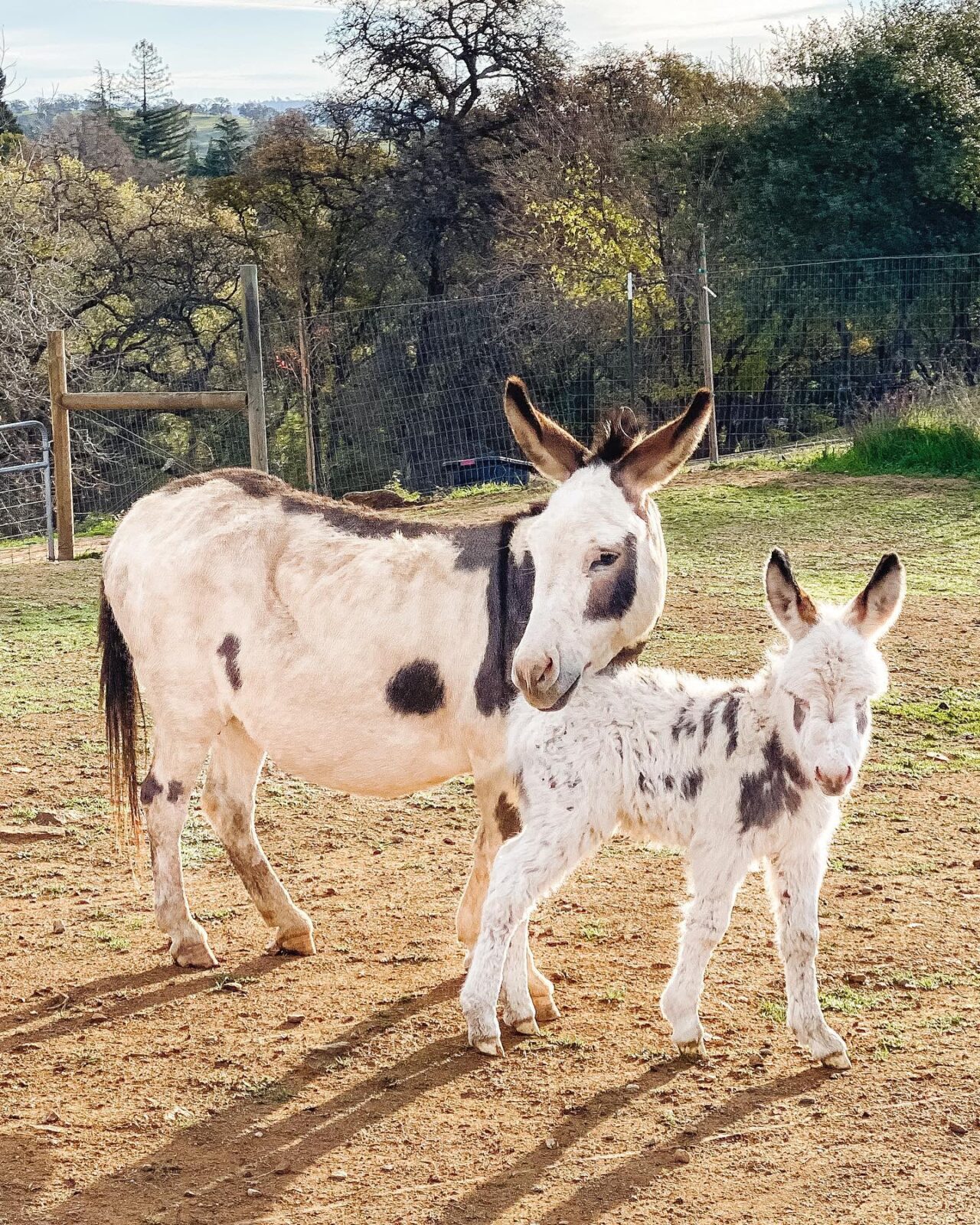 Donkeys Breeding With Horses - msnuefx