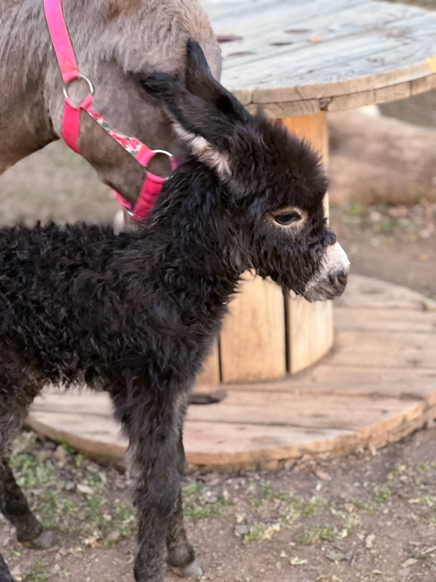 Donkeys Breeding With Horses - skb3n5x