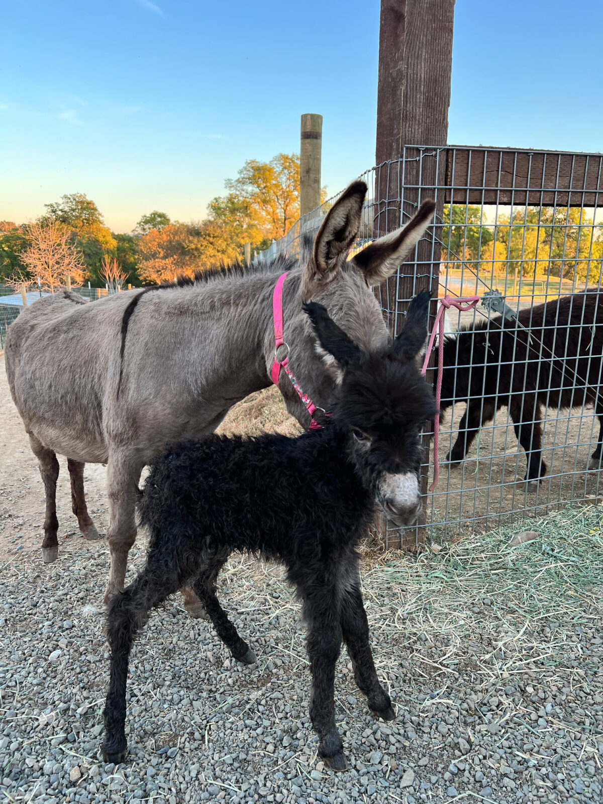 Horse And Donkey Breeding - j2vj746