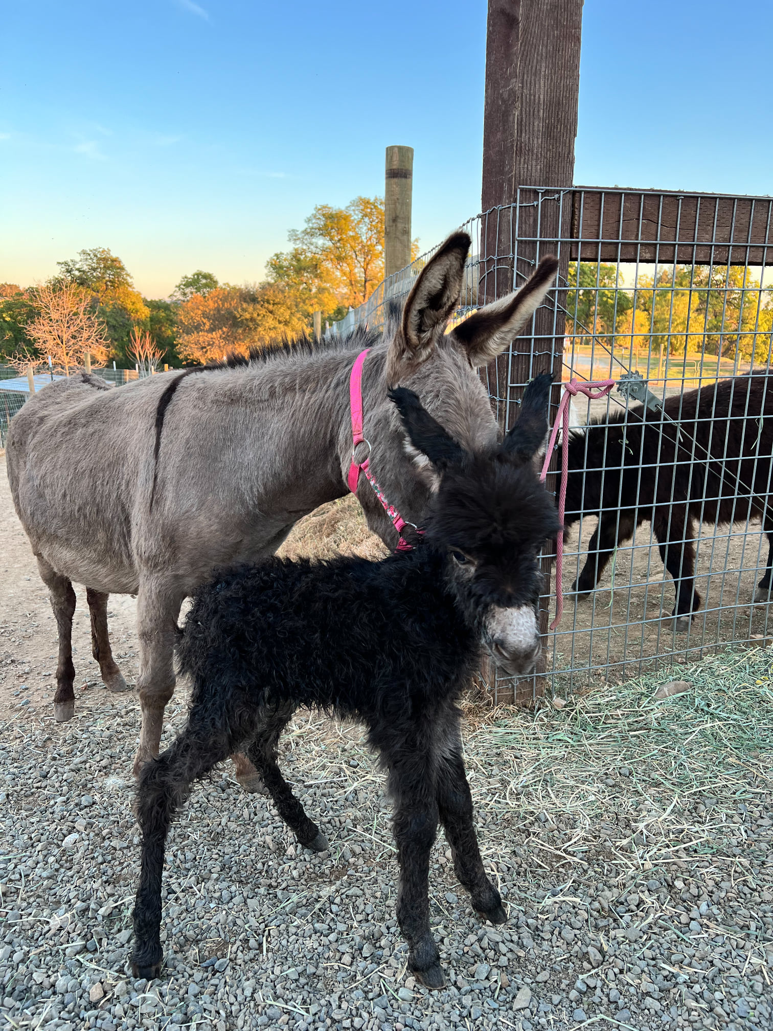 Breeding Mini Donkeys Thermaland Oaks