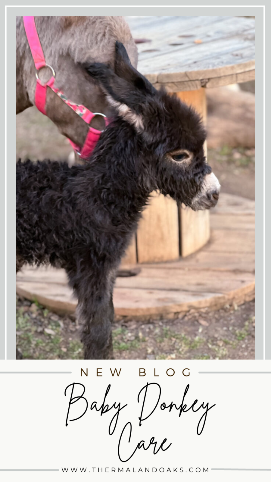 Baby Donkey Care Thermaland Oaks