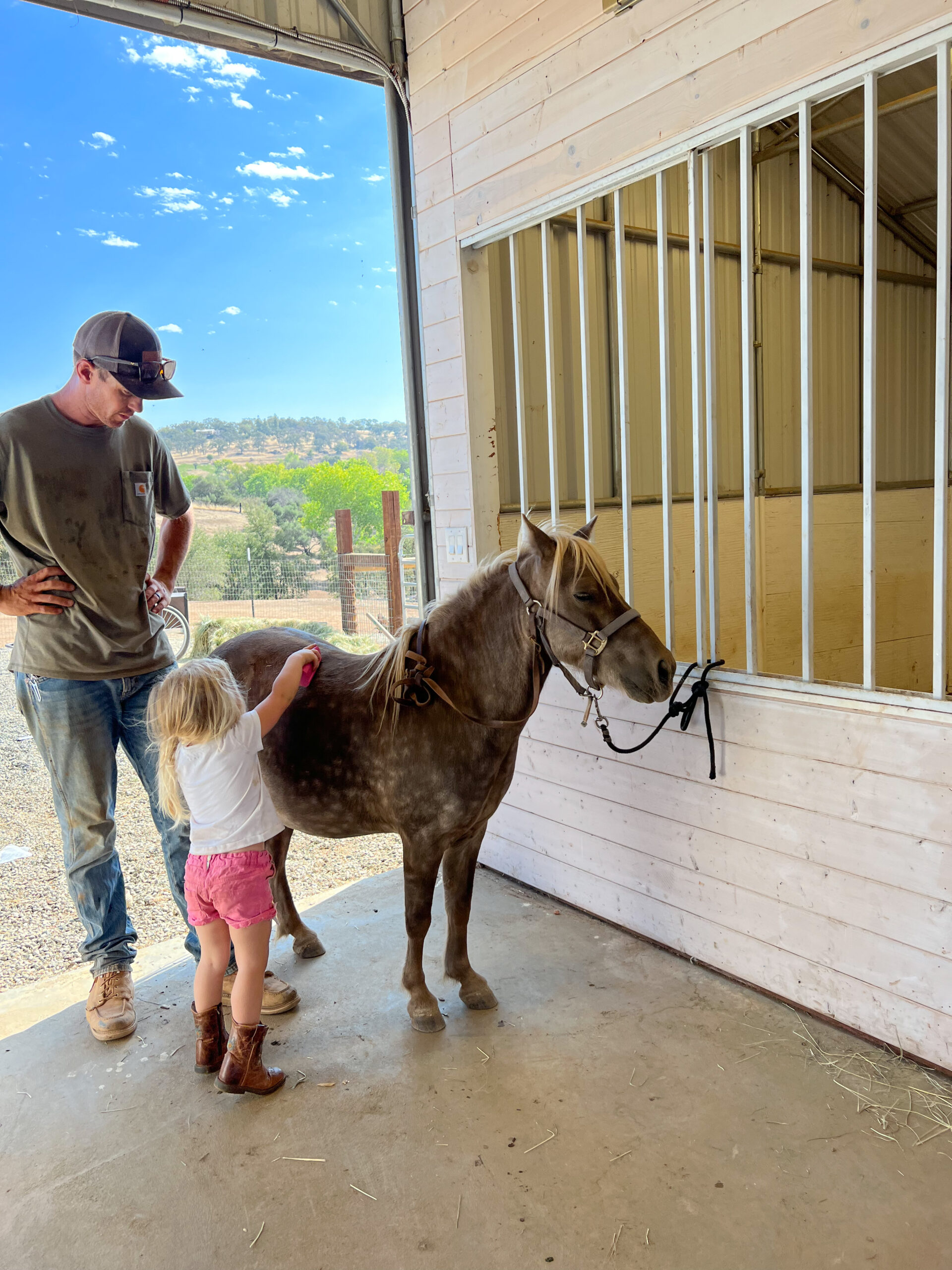 Mini Horses on the Homestead | Thermaland Oaks