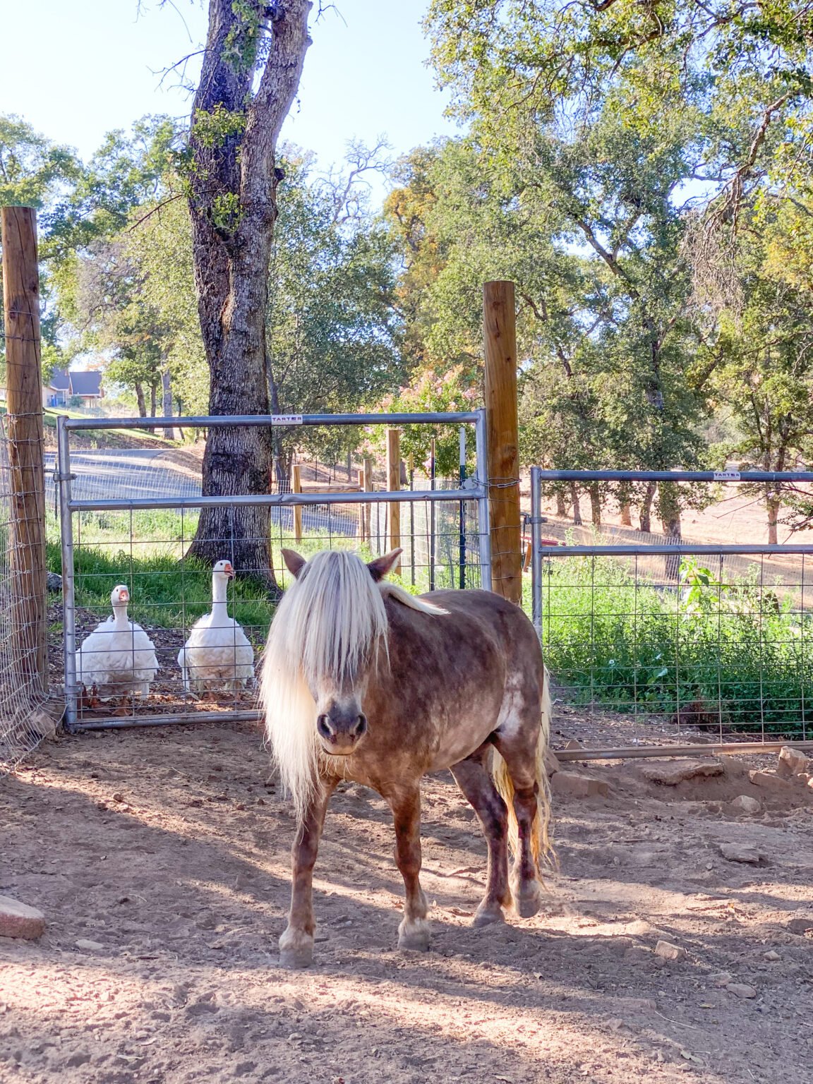 Mini Horses on the Homestead Thermaland Oaks