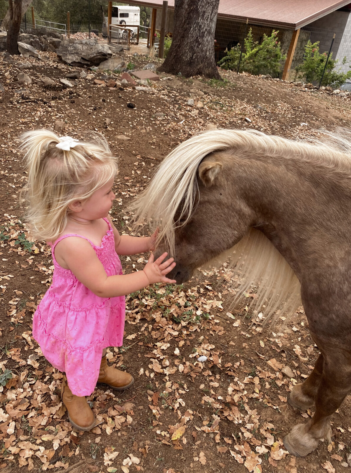 Mini Horses on the Homestead Thermaland Oaks