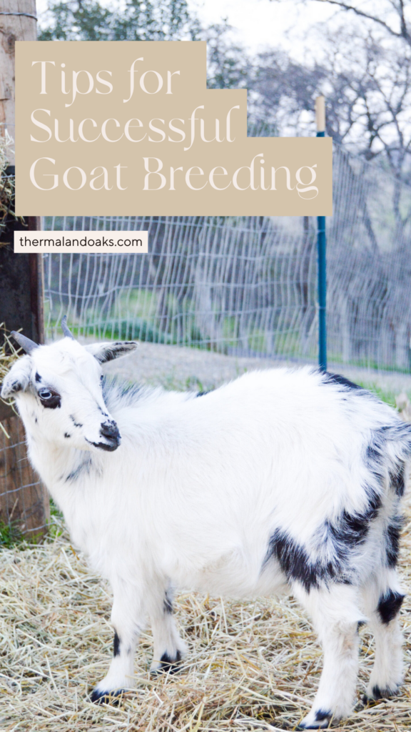 goat breeding
