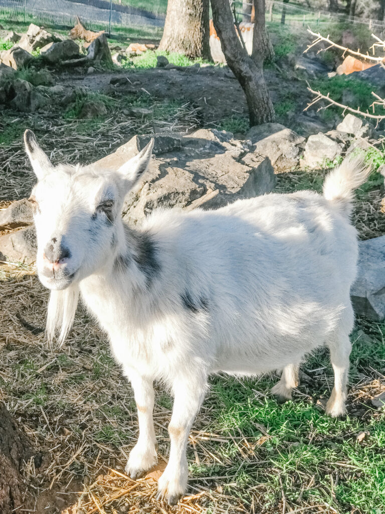 goat breeding