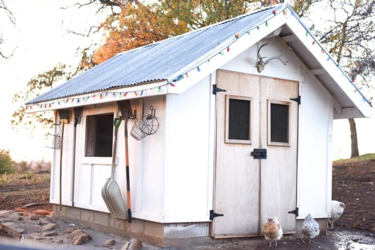 How to Keep Up Egg Production in the Winter Thermaland Oaks